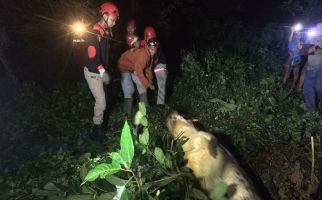 Banjir Sangatta, Total Sudah 5 Buaya Berkeliaran di Permukiman, Hiiii - JPNN.com