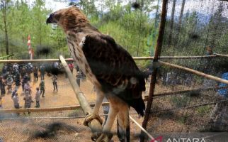 Burung Tiong Emas Hendak Dijual di Aceh, Iptu Rajabul Gerak Cepat - JPNN.com