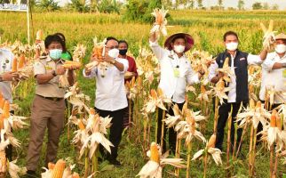 Produksi Jagung Naik, KTNA: Kebutuhan Pakan Dalam Negeri Terpenuhi - JPNN.com