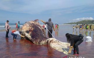Makhluk Besar Ini Terdampar di Pantai, Mati, dan Membusuk - JPNN.com