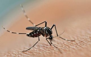 Simak! Begini Bahaya Virus Zika Akibat Gigitan Nyamuk - JPNN.com
