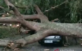Pohon Besar Tumbang Menimpa Kendaraan di Jalur Mudik Garut - Tasikmalaya, Ada yang Terluka  - JPNN.com