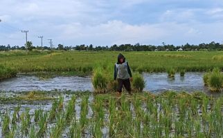 Gawat! Hama Tungro Serang Ratusan Hektare Tanaman Padi di Kalsel, Lihat Penampakannya - JPNN.com