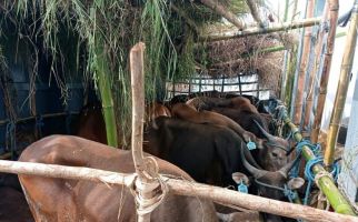 Ratusan Sapi Asal Kupang Tidak Diturunkan di Tanjung Perak, Ini Alasannya - JPNN.com