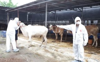 Waduh, Lebih Seribu Ternak di Aceh Barat Terjangkiti PMK, 2 Sudah Mati - JPNN.com