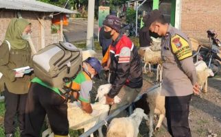 Ratusan Sapi di Daerah Ini Terjangkit PMK, Peternak Diminta Jangan Panik - JPNN.com