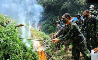 Ladang Ganja Seluas 5 Hektare di Gayo Lues Dimusnahkan, Brigjen Roy Hardi Berpesan Tegas - JPNN.com