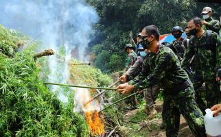 6 Jam Berjalan Kaki, Anak Buah Brigjen Roy Temukan 2 Ladang Ganja, Luas Banget - JPNN.com