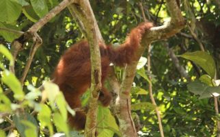 BBKSDA Sumut Melepasliarkan Orang Utan Sumatera ke Taman Nasional Gunung Leuser - JPNN.com