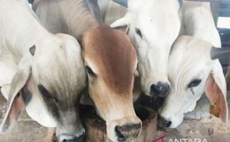 Diduga Diserang Anjing Hutan, Hewan Ternak di Aceh Besar Mati Mengenaskan - JPNN.com