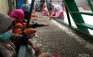 Tertinggi Sepanjang Sejarah, Kopi Gayo Aceh Tembus Rp 115 Ribu per Kg di Pasar Global - JPNN.com