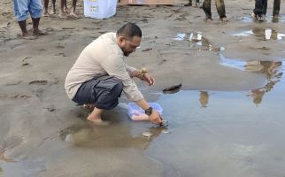 Lihat, Ratusan Labi-Labi Moncong Babi Dilepasliarkan ke Hutan Adat Kampung Nayaro - JPNN.com