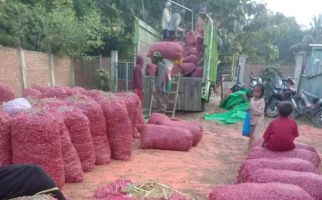 Banjarnegara Pasok 17 Ton Cabai Merah Keriting dan Rawit Hijau ke Jabodetabek Setiap Hari - JPNN.com