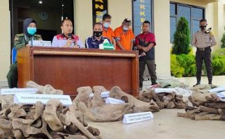 Polisi Tangkap Penjual Tulang Gajah, Sebegini Keuntungan yang Didapat - JPNN.com