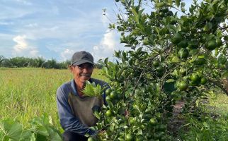Ratusan Petani di Kalteng Ikuti Program Bertani Tanpa TBTK, Hasil Panen Sangat Memuaskan - JPNN.com
