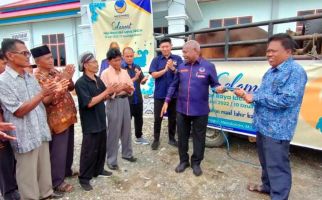 Iduladha 2022, NasDem Papua Barat Salurkan Puluhan Sapi Kurban - JPNN.com