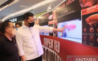 Arowana Cup, Fransiskus Diaan Mempromosikan Arwana Super Red dari Kapuas Hulu - JPNN.com