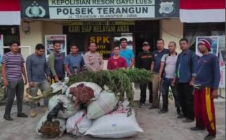 Ganja Tumbuh Subur di Aceh, Itu Buktinya, Jangan Melongo - JPNN.com