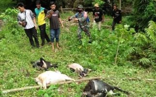 Ternak Diterkam Harimau Sumatra, Warga Tapaktuan Resah - JPNN.com