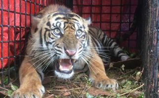 Seekor Harimau Sumatra Masuk Perangkap di Aceh Selatan - JPNN.com
