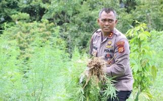 Ribuan Batang Ganja di Ladang Aceh Dimusnahkan, Lihat Tuh Aksi Pak Kapolres - JPNN.com