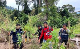 Lagi, Ladang Ganja Ditemukan di Aceh, Luas Banget - JPNN.com