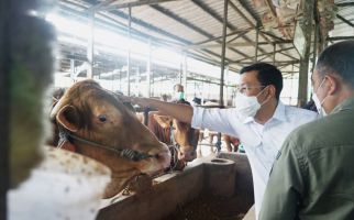 Persiapkan Akhir Tahun, Badan Pangan Nasional Jaga Harga Daging Sapi Tetap Stabil - JPNN.com