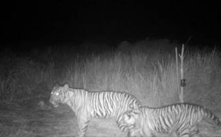Seekor Harimau Muda di Pelalawan Masuk Perangkap, BBKSDA Lakukan Hal Ini - JPNN.com