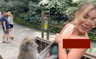 Nakal, Monyet di Monkey Forest Ubud Memelorotkan Baju Eks Miss Peru - JPNN.com
