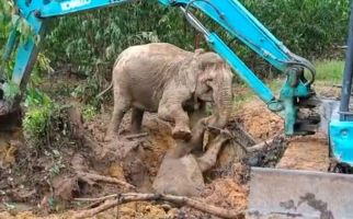 Gajah Betina Selamatkan Anaknya yang Tergelincir di Dalam Lubang, Lihat - JPNN.com