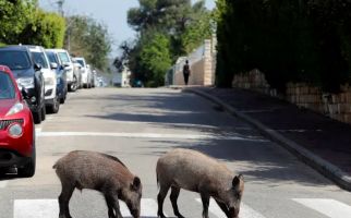 Siasat Israel Gunakan Babi Hutan untuk Singkirkan Warga Palestina - JPNN.com