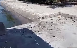 Ikan Terdampar di Pantai Mutiara, Bakal Ada Gempa? - JPNN.com