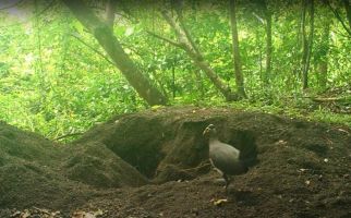 Turut Lestarikan Satwa Langka, PLN Berhasil Menetaskan 9 Telur Burung Maleo - JPNN.com