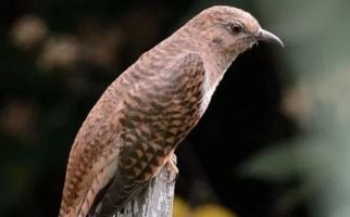 Konon Suara Burung Kedasih Menjadi Pertanda Kejadian Buruk, Mitos atau Fakta? - JPNN.com