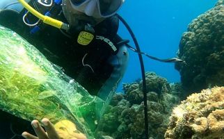 500 Benih Ikan Kakap Putih dan 100 Nemo Ditebar di Pulau Pombo - JPNN.com