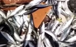 Ribuan Ikan di Pulau Seribu Lompat ke Darat, Kok Bisa? - JPNN.com