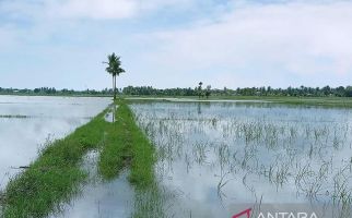 1.230 Hektare Tanaman Padi di Aceh Utara Terancam Puso, Ini Penyebabnya - JPNN.com