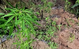 Ratusan Tanaman Ganja Ditemukan di Kebun Kopi, Siapa Pemiliknya? - JPNN.com