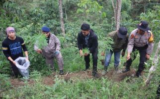 Polisi Memburu Tersangka Penanam Ratusan Batang Ganja - JPNN.com