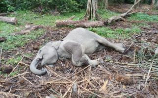 Gajah Jantan Bernama Damar Mati, Dunia Konservasi Berduka - JPNN.com
