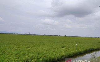 Banjir, 3.489 Hektare Lahan Tanaman Padi di Kudus Mengalami Puso - JPNN.com