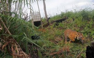 Ngeri, Harimau Mengamuk Serang Petugas Patroli di Aceh Selatan, 1 Orang Luka Berat - JPNN.com