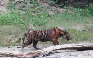 Harimau Menyerang Warga di Aceh Selatan, BKSDA Turunkan Tim - JPNN.com