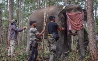 Yayasan Kitong International Tingkatkan Edukasi Pelestarian Gajah lewat Film - JPNN.com