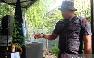 2 Pemilik 1 Kg Ganja Ditangkap BNN dan Bea Cukai di Balikpapan - JPNN.com