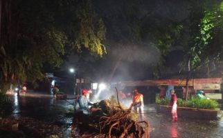 Kota Bogor Diguyur Hujan, Pohon Besar Bertumbangan - JPNN.com
