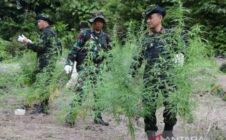 Penjelasan Kombes Mirwazi soal Ladang Ganja Seluas 2,5 Hektare di Aceh Besar - JPNN.com