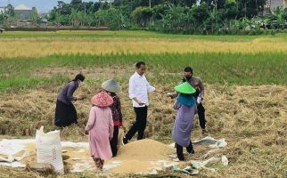 Panen Padi Didampingi Mentan SYL, Pak Jokowi: Saya Lihat Ada Perbedaan - JPNN.com
