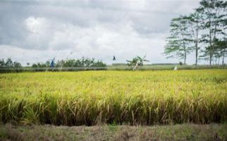 Kabar Baik dari Kementan Terkait Pengembangan Food Estate di Kapuas dan Pulang Pisau - JPNN.com