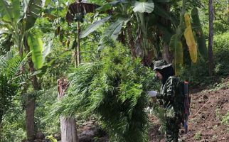 Ribuan Batang Tanaman Ganja Ditemukan di Pegunungan Aceh Besar - JPNN.com